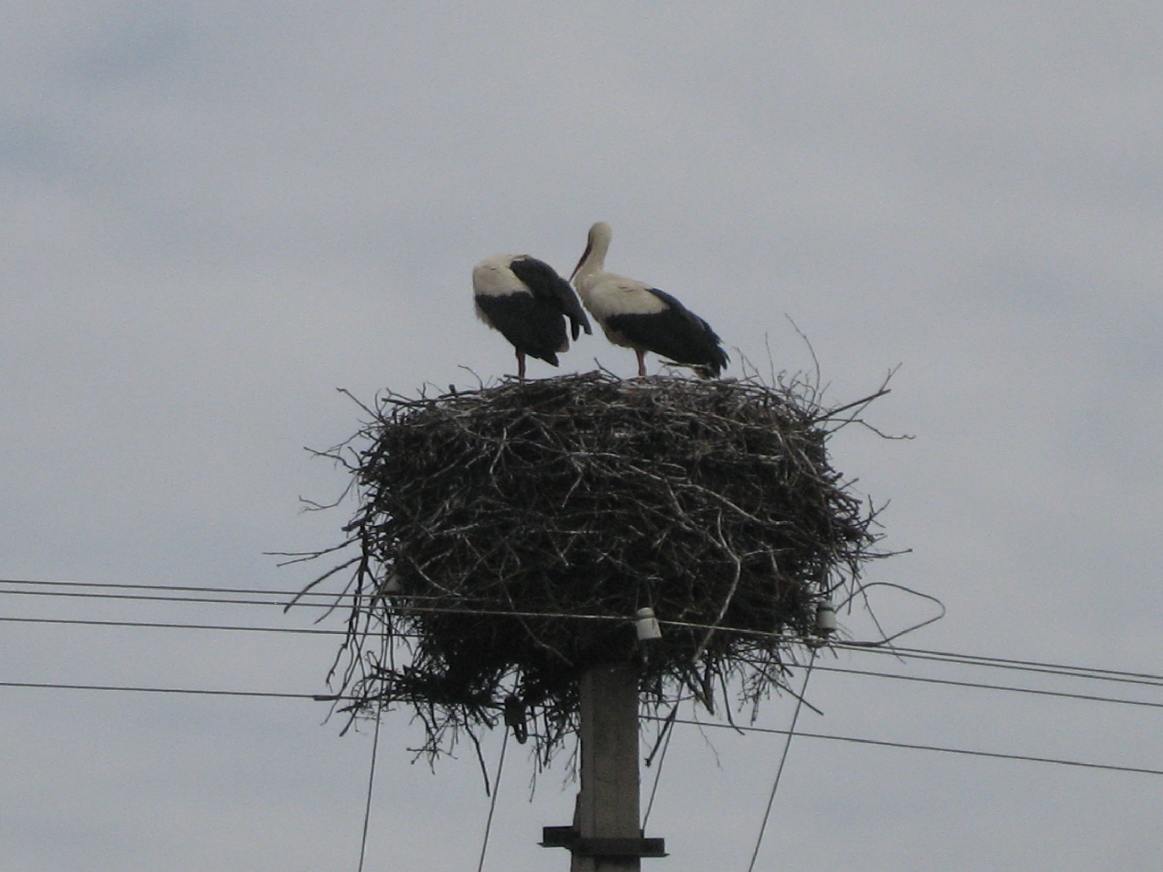 storks-in-estonia-3