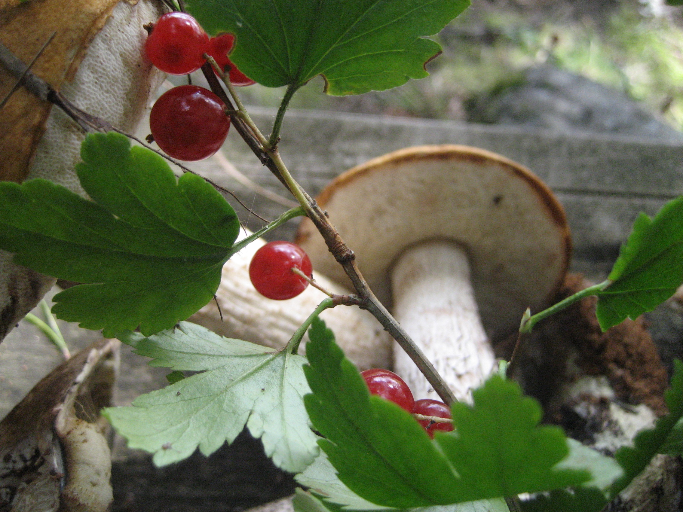 fin_koppero_mushrooms-14 fin_koppero_mushrooms-14